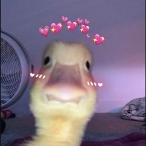 Meet your Posher, Ella